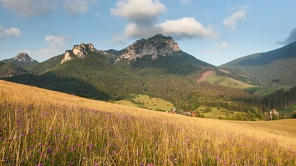 Poster - Time lapse of Slovakia - Summer meadow with wild flowers in Slovakia mountain, Terchova