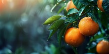 Picking Oranges On A Branch In The Garden In Raindrops Agribusiness Business Concept, Organic Healthy Food And Non-GMO Fruits With Copy Space