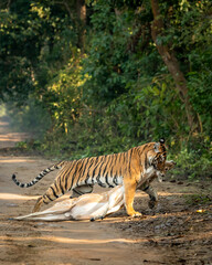 Wall Mural - wild royal bengal female tiger or panthera tigris dragging spotted deer or chital kill in his mouth or jaws in natural green background at dhikala forest jim corbett national park uttarakhand india