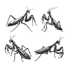 set of mantis illustration. hand drawn praying mantis black and white vector illustration. isolated 