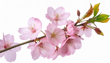 Wall Mural - pink sakura flower with stem in png isolated on transparent background