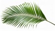 © Uzma - palm tree leaf