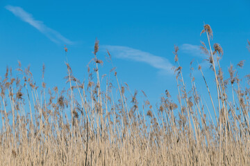 Dry thickets of common reeds against a blue sky. Phragmites australis.