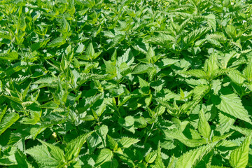 Wall Mural - Green thickets of nettles. Plant background. Urtica dioica.