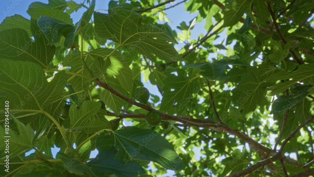 A fig tree ficus carica with lush green leaves and small figs growing ...