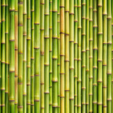 Fototapeta Sypialnia - bamboo forest background