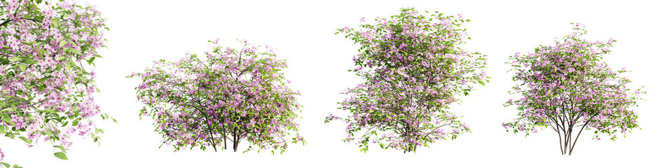Fototapete - Set of spiraea bushes in blossom isolated on transparent background with selective focus close-up. 3D render.