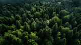 Forest from above dense green lush coniferous forest 16:9