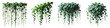 © organik - Collection of PNG. Green leaves Javanese treebine or Grape ivy. Jungle vine hanging ivy plant bush isolated on a transparent background.