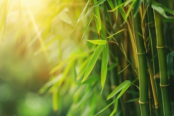 Wall Mural - serene bamboo forest with sunlight filtering through zen nature landscape