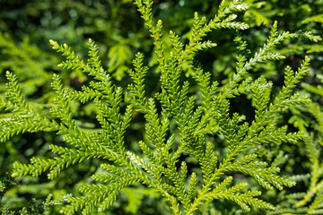 Beautiful japanese cypress leaf in the forest.