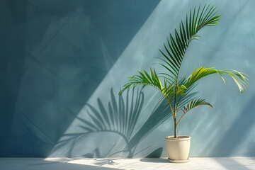 Wall Mural - palm tree, plant