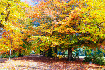 Sticker - Marysville in Autumn Colours in Australia