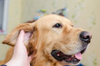 © GTNA73 - Golden labrador retriever dog is petted and loved by its owner. Closeup.