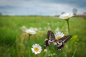 Wall Mural - Cute wild butterfly on chamomile flower blossom