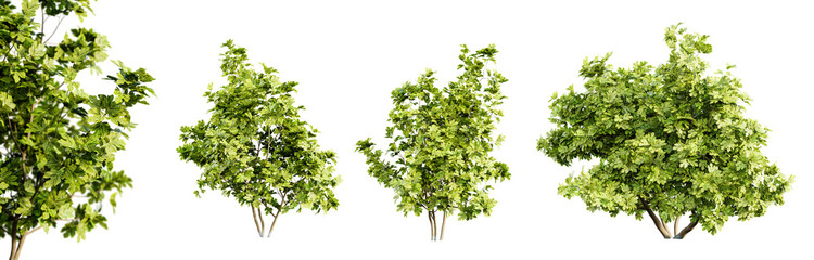 Set of ficus carica, fig tree isolated on transparent background with selective focus close-up. 3D render. 3D illustration.
