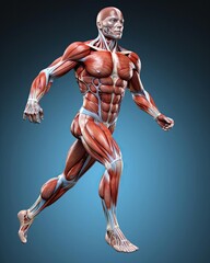 3d of a human muscular system. detailed anatomy of the muscles in a male athlete's body, highlightin