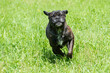 © tripper13 - Young Cane Corso happy to run free in the meadows.