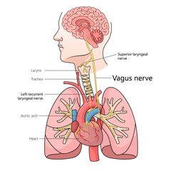 Wall Mural - pathway of vagus nerve through human body, including its connection to the brain, heart, and lungs structure diagram hand drawn schematic vector illustration. Medical science educational illustration