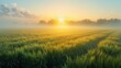 © Vodkaz - Depict a peaceful scenery backdrop, evocative of well-known stock photo locations such as a calm field at sunrise