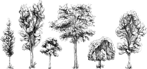 collection of hand drawn trees. sketch illustration isolated on white background set.