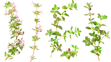 Wall Mural - Set of lemon thyme elements, showcasing tiny white or pink flowers, fragrant lemon-scented leaves, and woody stems, great for culinary and ornamental uses,