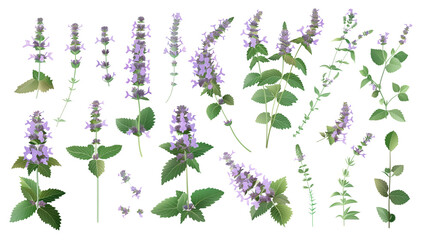 Wall Mural - Set of catmint elements, featuring clusters of soft lavender flowers, fragrant green leaves, and dense buds, popular among cat owners and herbalists