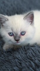 Wall Mural - Sweet little white kitten sitting comfortably on the plaid. Small white kitty with grey nose. Cat on the grey background. Vertical video