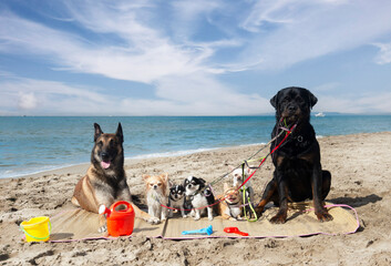 Wall Mural - chihuahuas, malinois , rottweiller and beach