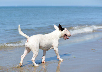 Wall Mural - bull terrier on the beach