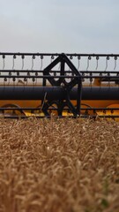 Wall Mural - Quickly twisting mowing mechanism of the huge harvester combine. The long mower of a harvester cuts the spikelets of ripe wheat. Close up. Vertical video