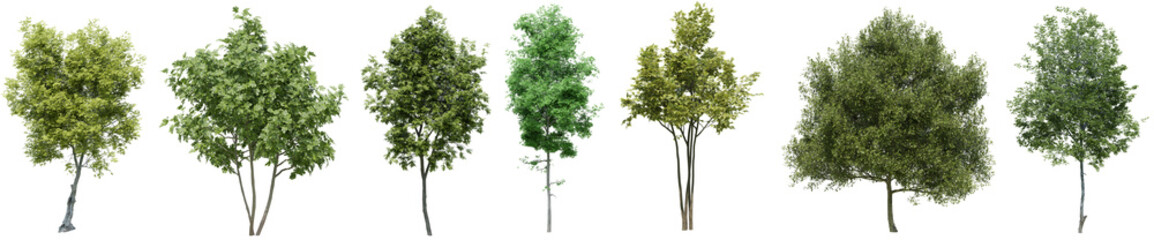 Wall Mural - Collection of realistic woods trees with isolated on transparent background. PNG file, 3D rendering illustration, Clip art and cut out