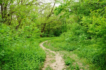 Poster - A path in a green grove. The natural landscape.