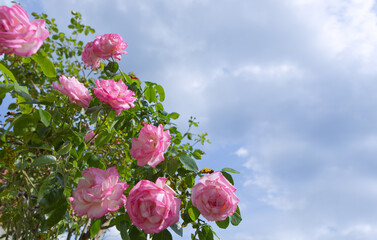 Wall Mural - Blooming pink roses in garden against the blue sky.