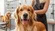 © Fay Melronna  - Happy dog enjoying a grooming session with a friendly groomer, featuring tools and equipment in a bright, clean salon environment