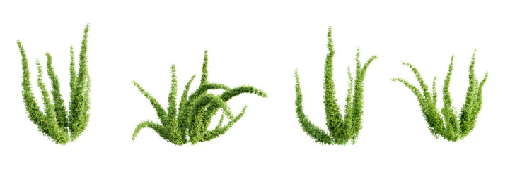Fototapete - Set of foxtail fern isolated on transparent background. 3D render.