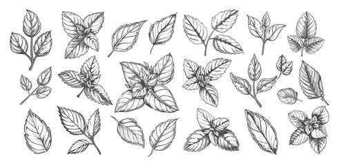 Doodle Style Mint Leaves and Branches Icons Set. Low-Detailed Line Sketch with Crisp Contours on a White Background. Herbal Illustrations, Fresh Greenery, Botanical Drawings, Mint Herb Collection