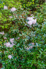 Wall Mural - Spring Buds And Flowers 2