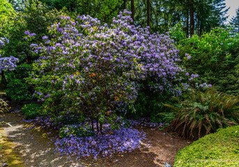 Wall Mural - Purple Flowers Garden Landscape