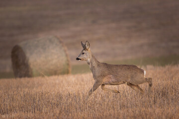 Sticker - a deer is running through the tall grass field as a bale of hay stands