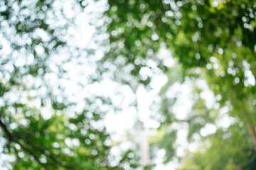 Wall Mural - Sunlight Filters Through Green Leaves in a Forest: A Natural, Blurry Bokeh Background Highlights the Bright, Abstract Beauty of Sunlit Foliage on a Summer Day, Emphasizing Earth's Vibrant Colour