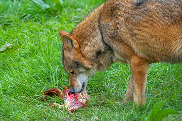 eurasian wolf (canis lupus lupus) close-up of grey wolf eating killed bird prey in grassland. captiv
