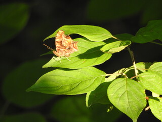 Wall Mural - Eastern comma butterfly perched on a green leaf, within the woodland forest of Wildwood Park, Dauphin County, Pennsylvania.