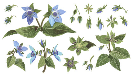 Wall Mural - Set of borage elements, featuring star-shaped blue flowers, hairy leaves, and buds, known for their cucumber taste and use in cool drinks