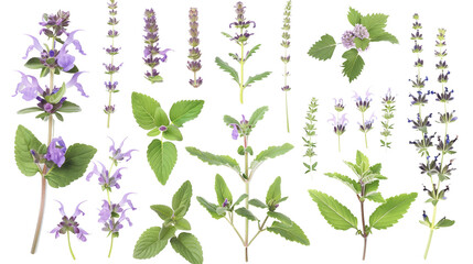 Wall Mural - Set of catmint elements, featuring clusters of soft lavender flowers, fragrant green leaves, and dense buds, popular among cat owners and herbalists