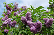© Alexandra - Purple lilac tree in flower.