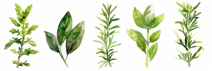 Poster - Fresh Herbs on White Background for Cooking Recipes Generative AI