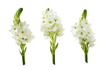 Wall Mural - Set of white ornithogalum flowers isolated on white or transparent background