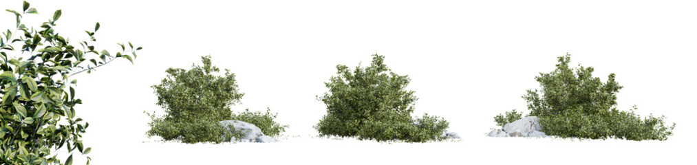 Poster - Golden Euonymus shrub isolated on transparent background. 3D render.