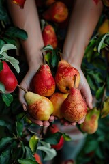 Wall Mural - Pears in the hands of a woman in the garden. Selective focus.